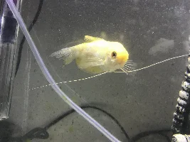 Gourami with possible fin rot i dont know what to do! Help!