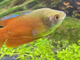 Potential Fungus on Dwarf Gourami?
