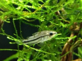 Pygmy Corydoras; Cutest Things Ever?