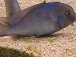 Caught The Cyatacara Moorii On The Job !