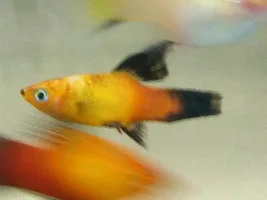 High fin stressed?