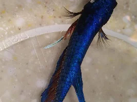 Betta has a while bumpy scale