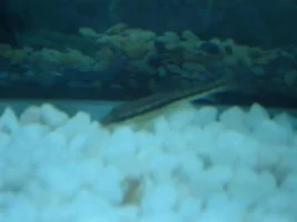 Supraking's First Tank