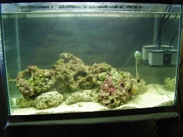 19 Gallon Nano Diary - New Corals And Fish Etc