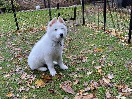 First Dog - advice needed