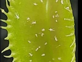 Pest ID on venus fly trap
