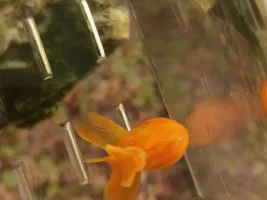 White spot and fin rot!