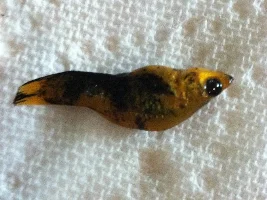 Several Dead Fish, Intestinal Parasites?? Please Help!!!