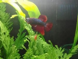 My Red Fancy Betta El Rojo's New House!