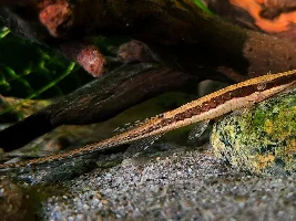 Good Tropical Algae Eaters?