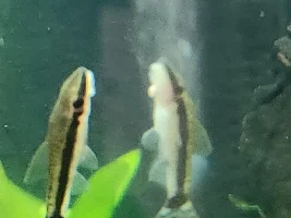 Otocinclus algae eater