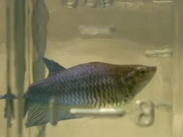 Babies betta for you.