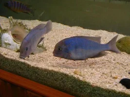 Caught The Cyatacara Moorii On The Job !