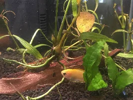 Lethargic Gourami