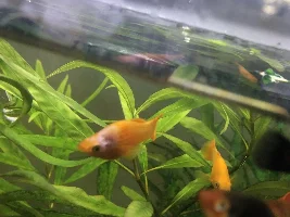 Help on Molly Fish