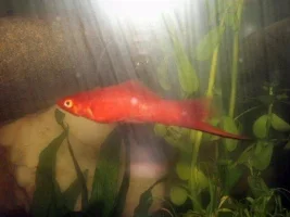 Assorted Tropical and Betta Pics