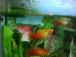 My 8 gallon tank
