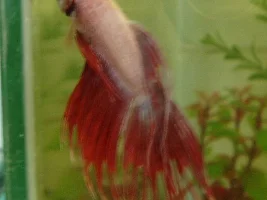 Crowntail fussy eater
