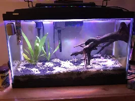 Black neon tetras