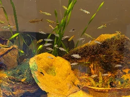 Nanochromis teugelsi