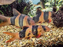 Clown Loach skin problems