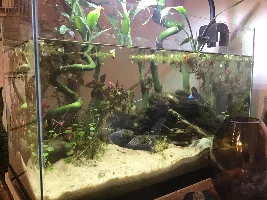 5 gallon betta biotope journal