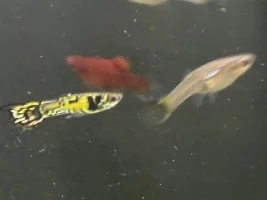 Which tail do you like best?