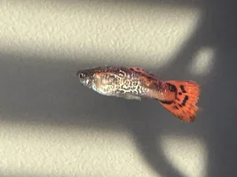 Did ich kill all my fish?