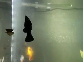 Molly Fish changing from Female to Male??