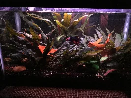 Planted Betta Sorority (Pic Heavy)