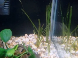 First tank build
