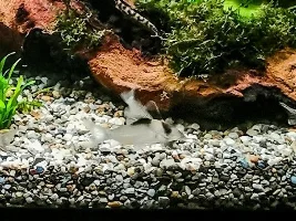 Which Corys Do You Have?