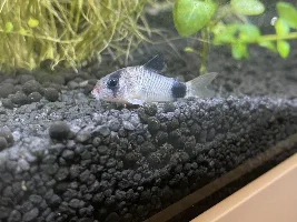 My Panda Cory looks hurt
