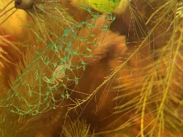 Thai Micro Crab