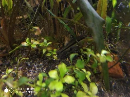 Identifying Siamese Algae Eater