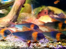 Cory cats are addicting