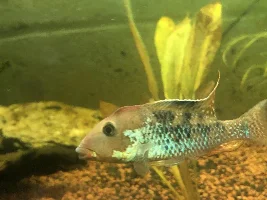 A reason to love sa cichlids lol