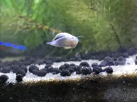Snail eggs or tetra?