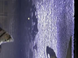 Excess air bubbles on surface of tank, please help!