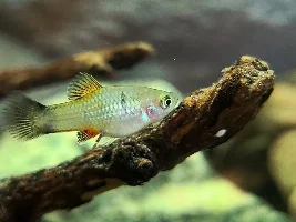 Platy Fry