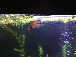 Clamped male guppy with “growth” or “tumour” on underside.