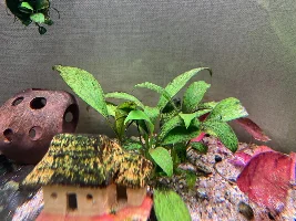 What's my tank problem? Need help :(