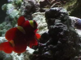 My New Maroon Clown