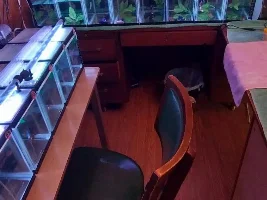 The Betta Myth #2