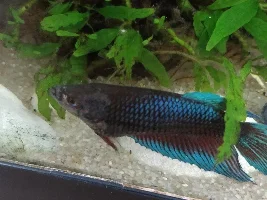 Possible poorly female betta