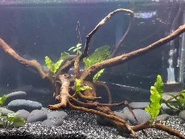 Evolution of my aquariums