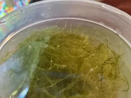 Sickly Java Moss & Moss Ball