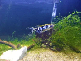 20g long rebirth!