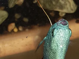 Gourami...disease or injury?
