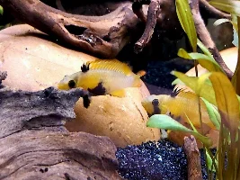 River stream 53g